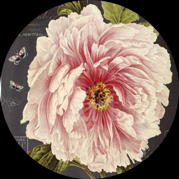 ludirose